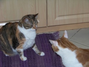 photo of cats Milshean and Nick facing off