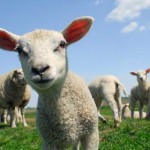 Lambs