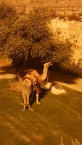 A camel right outside Old City Jerusalem