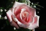 modest rose
