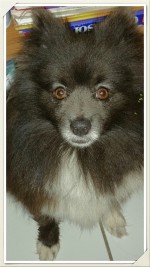 My dog Sherman