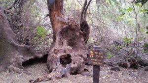 Winnie the Pooh's tree