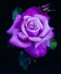 purple rose